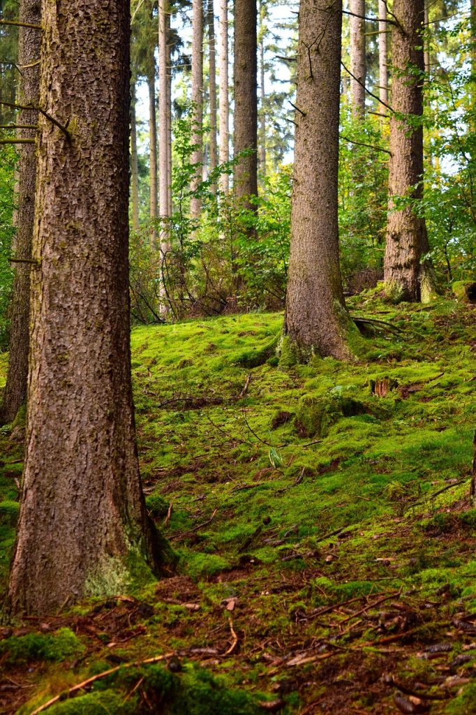 Waldbaden Auszeit Zeit für dich