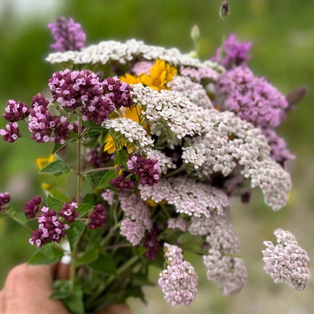 Bunt wild köstlich blüten-kräuterwanderung