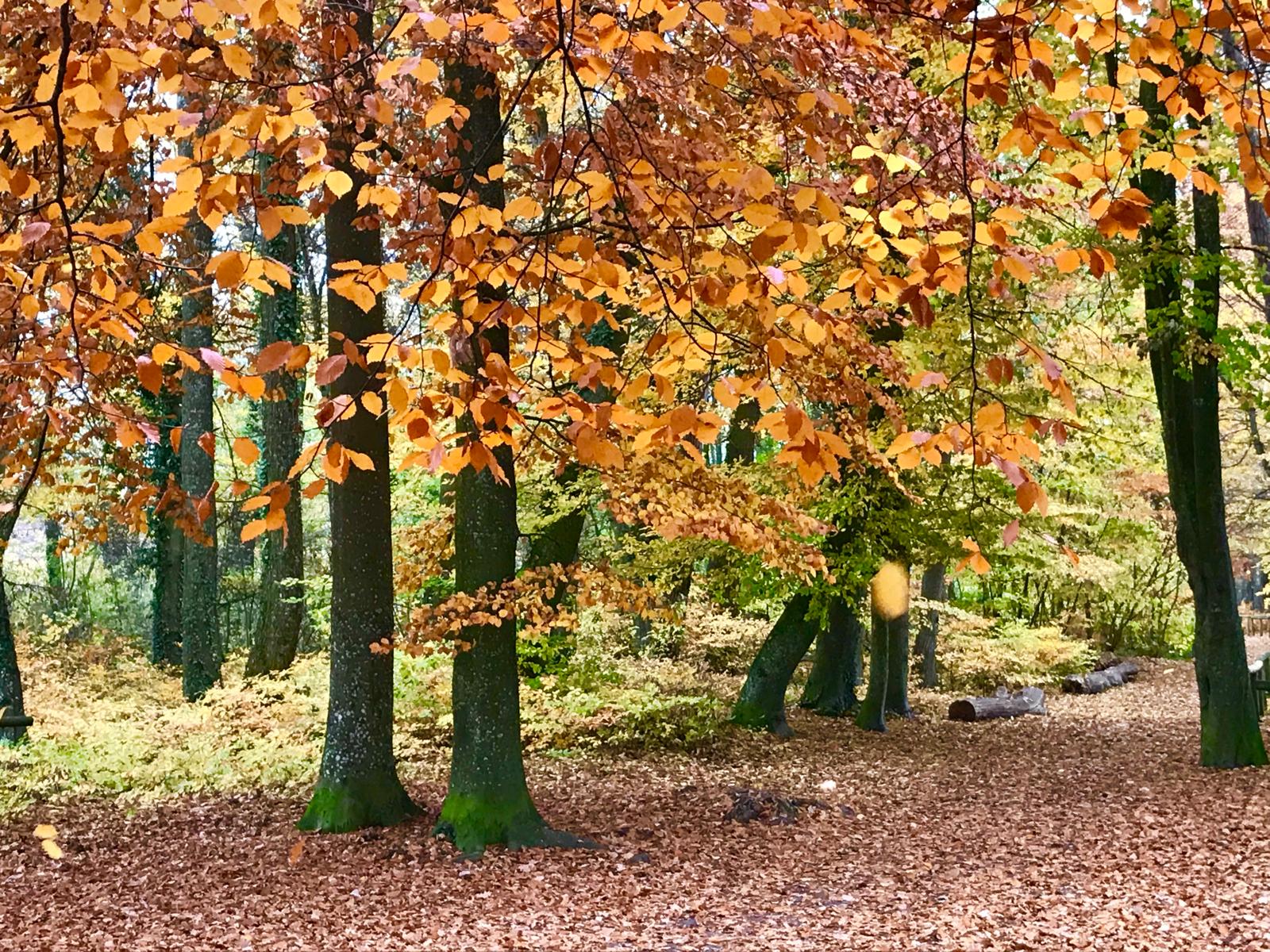 Dienstag, 13. Oktober 2026 – 16:30 Uhr Waldbaden „After-Work-Waldbad“ – Durchatmen nach deinem Arbeitsalltag